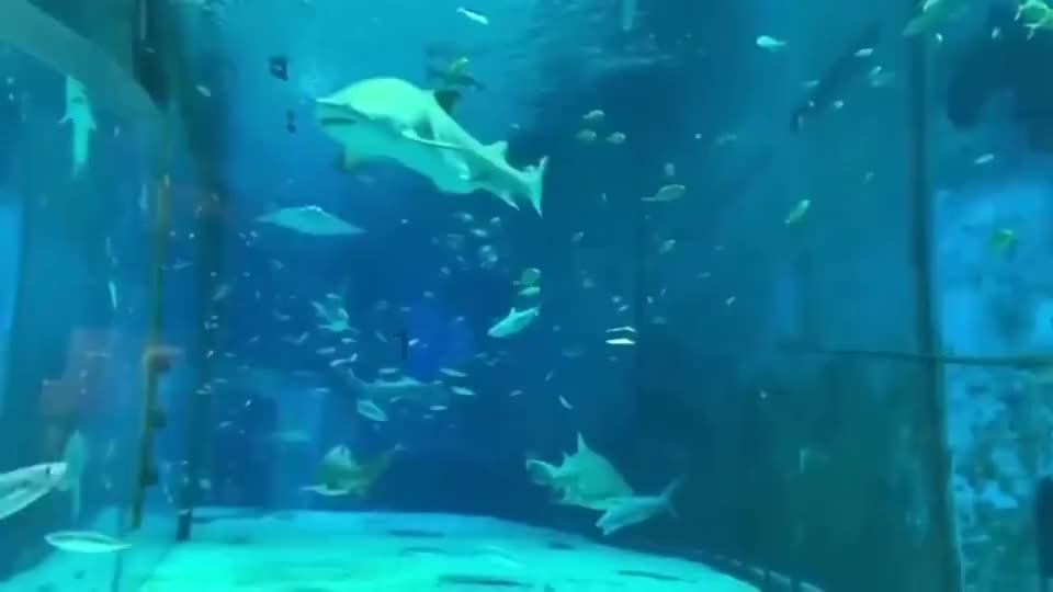 探探猫宝石岛3