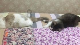 落水狗血战日