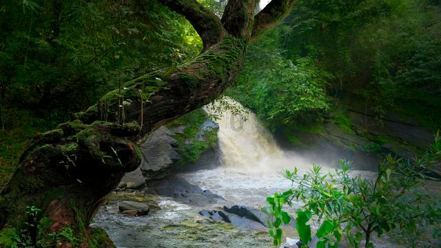片水堪留白鹭鸶